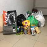 В Пензе волонтеры «Единой России» собрали более 300 килограмм корма для бездомных животных