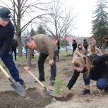 В Пятигорске единороссы посадили ели и каштаны