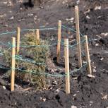 Репьевские "Волонтеры Победы" посадили «Сад памяти»