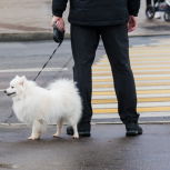 Госдума приняла закон «Единой России» о запрете изымать домашних животных за долги