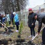 В Касторенском районе единороссы высадили деревья