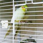 Международный день птиц: ветеринары-орнитологи — о том, как сохранить здоровье питомцев