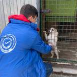 Волонтёры «Единой России» помогли московским приютам для бездомных животных