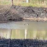 Единороссы разбираются в ситуации с контролируемым отжигом травы, при осуществлении которого могли пострадать птицы