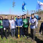 При поддержке «Единой России» тольяттинцы высадили почти 25 тысяч саженцев молодой сосны