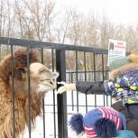 В Иванове по инициативе «Единой России» юные жители Донбасса и дети из многодетных семей посетили зоопарк