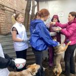 «Молодогвардейцы» Ростова оказали помощь приюту для бездомных животных