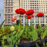 Около 15 миллионов тюльпанов распустится в Москве к майским праздникам