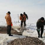 За три месяца 2023 года рыбаки Ямала выловили более 720 тонн рыбы