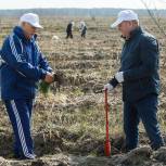 Депутаты «Единой России» приняли участие в высадке сеянцев сосны и березы на Кожевенном кордоне