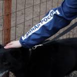 Единороссы в парламенте Петербурга займутся разработкой стандарта содержания домашних животных и правил выгула собак