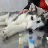 «Единая Россия» обеспечила возможность применения лекарств в ветеринарии