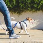 29 апреля в Чебоксарах пройдет «Парад собак» в защиту животного мира
