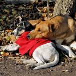 Регкоординатор партпроекта «Защита животного мира» Наталья Миндрина взяла на контроль ситуацию со стрельбой по бездомным собакам во Фролово