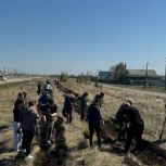 В селе Чесма активисты партии «Единая Россия» в рамках проекта «Чистая страна» приняли участие по озеленению села