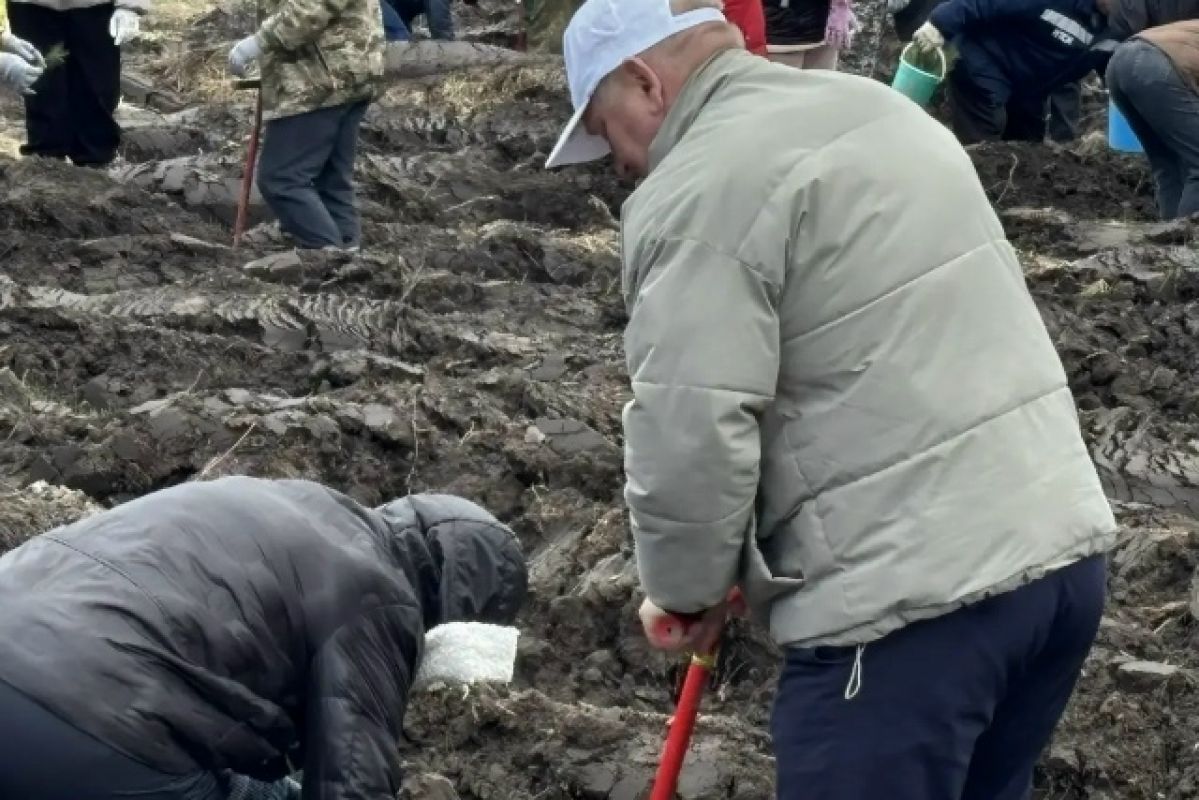 В Ардатовском районе высадили «Сад Памяти» в честь 81-й годовщины Победы в Великой Отечественной войне