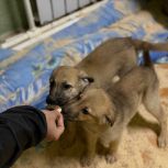 Роман Маслов оценил условия содержания бездомных животных в череповецких приютах