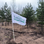 В Тольятти высадили 24 600 саженцев в рамках акции «Восстановим лес вместе»