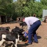 В Уфе в рамках акции «Лучший друг» активисты единого волонтерского штаба передали приюту «Доброта» корм для собак