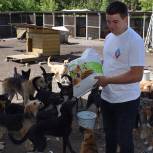 При поддержке сторонников «Единой России» помощь получил 31 приют для животных