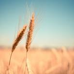 Кузьма Алдаров: Аграрии Приангарья планируют намолотить 900 тысяч тонн зерна, что выше уровня 2020 года