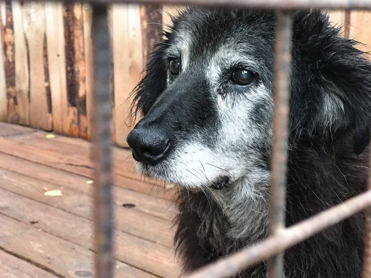 Копейскому приюту для животных «Добрый дом» передали корм и одеяла