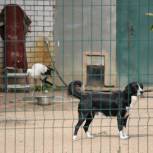 «Единая Россия» передала в региональные приюты для животных корма, вещи и медикаменты