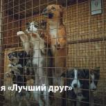 На Ямале сторонники партии «Единая Россия» запускают акцию «Лучший друг» в поддержку приютов для бездомных животных
