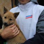 Забайкальские молодогвардейцы  проведут "Единый день помощи животным из приютов"