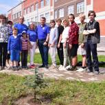 Декоративные ёлки высадили у 29-ой гимназии в Пскове
