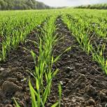 В Пензенской области начали сеять озимые зерновые культуры