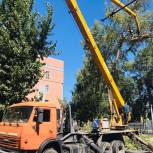 Евгений Ковалев организовал опиловку старых деревьев на подходах к учреждениям образования