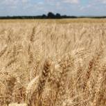 Аграрии Тамбовщины собрали больше двух миллионов тонн зерна
