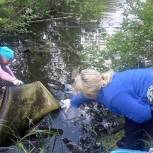 В Мурманской области активисты «Единой России» очистили берег озера Имандра