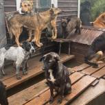 Тонущему приюту для животных в Уссурийске единороссы оказывают помощь