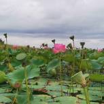 Порядок на озере лотосов навели в Октябрьском районе