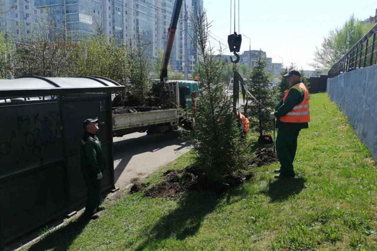 Больше 11 тысяч деревьев высадили в Красноярске с начала этого сезона |  31.08.2023 | Красноярск - БезФормата