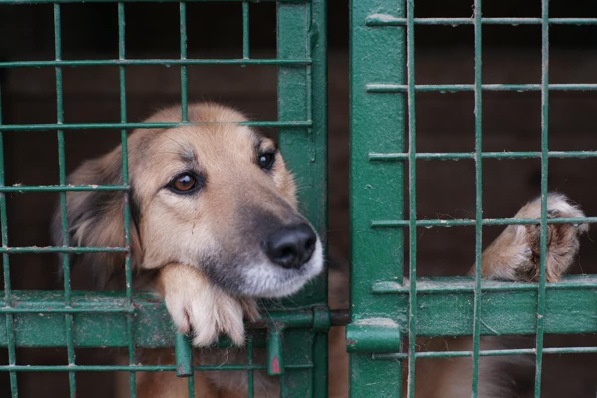 В Алтайском крае стартовала акция по сбору кормов для бездомных животных «Лучший друг»