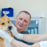 Москва продолжает цифровизацию ветеринарной службы