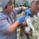 В Чебоксарах стартовала бесплатная вакцинация собак и кошек от бешенства