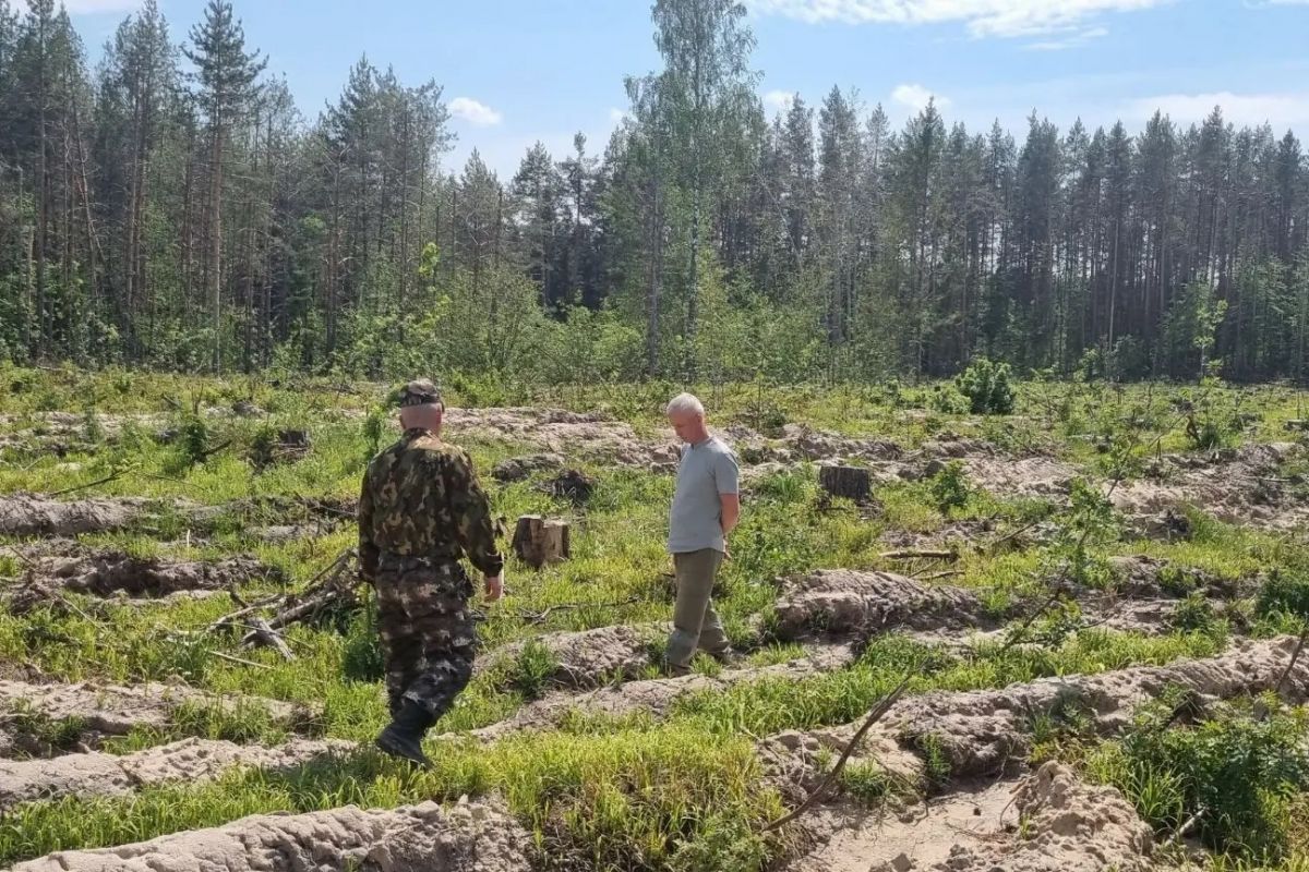 В Чувашии стартует приём заявок на конкурс «Лучшее лесничество – 2026»