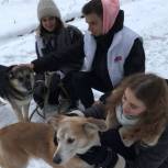 Активисты «Единой России» обеспечили кормами приюты для бездомных животных в регионах