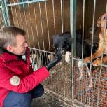 Активисты «Единой России» передали корм в приюты для животных