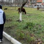 Волонтеры "Единой России" в Кизляре провели рейд по выявлению бродячих животных