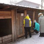 Партийные волонтеры привезли корм в приют для животных «Преданный друг»