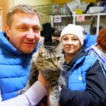 Волонтеры «Единой России» оказали поддержку приюту для кошек