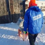 В Иркутской области активисты «Молодой Гвардии Единой России» помогли приютам для бездомных животных