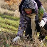 В Севастополе активисты «Единой России» и МГЕР высадили саженцы деревьев