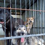 Активисты «Единой России» помогли приюту для собак «Динка»