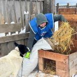 Иркутские активисты «Единой России» и «Молодой Гвардии» оказали помощь приюту для животных